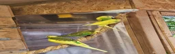 Budgerigars birds for sale: Budgies - Advert 2