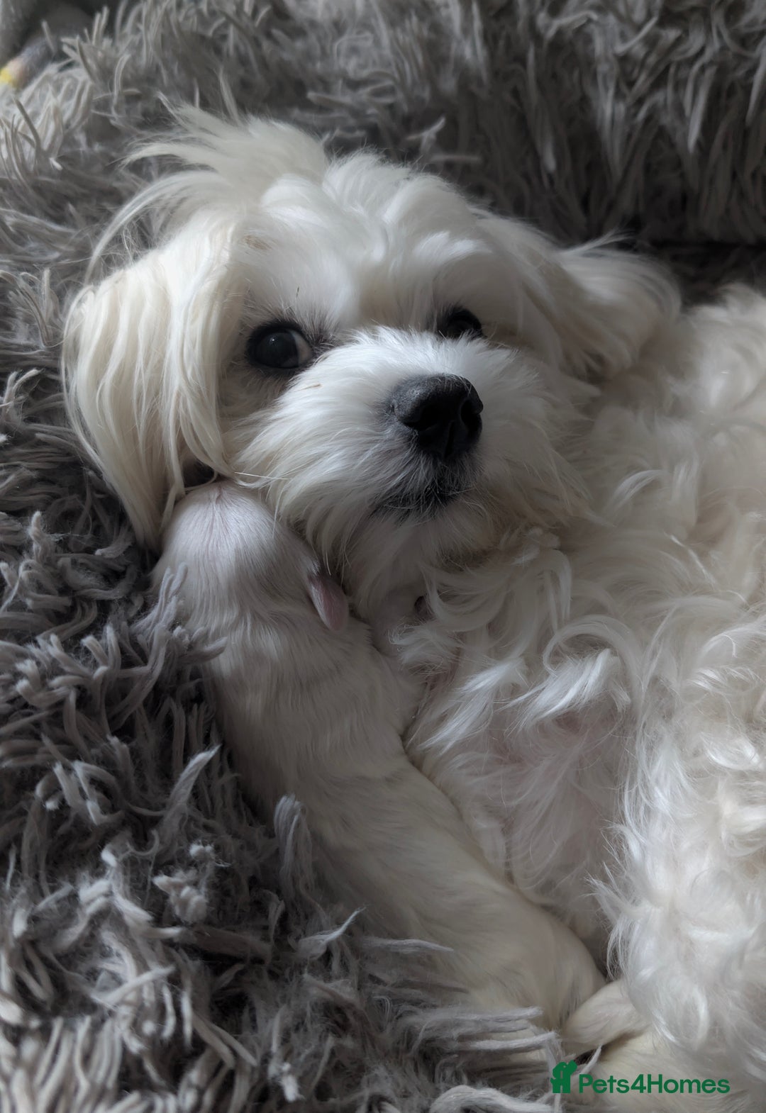 Maltese dogs for sale: Maltese male - Image 10