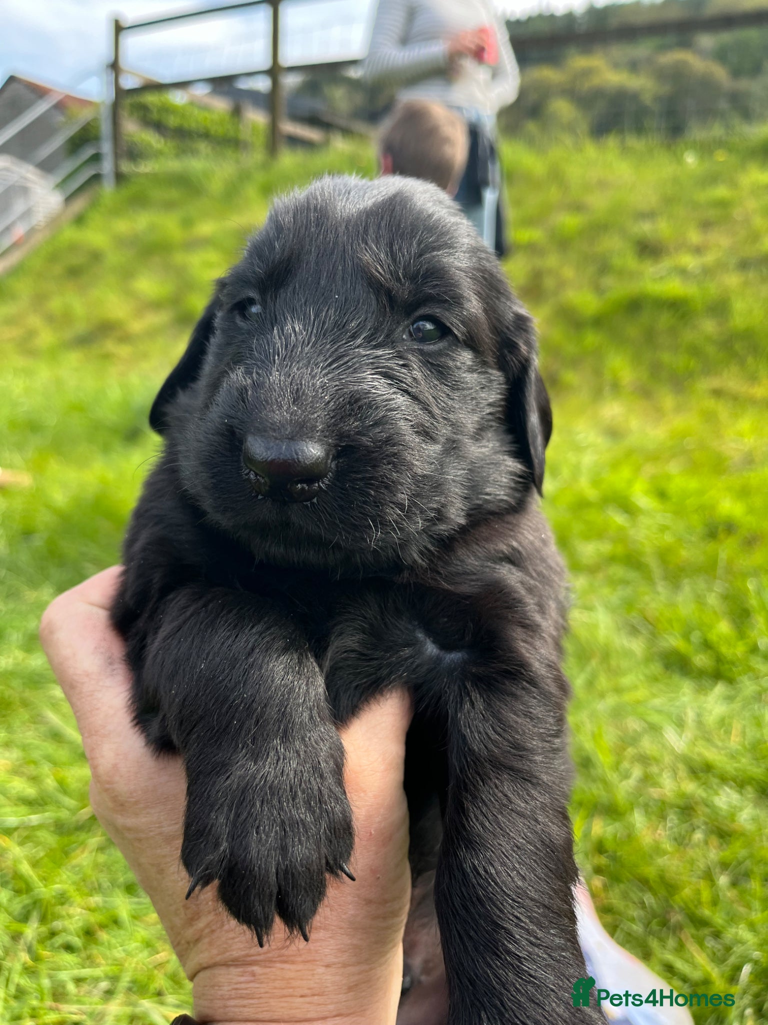 Flat coated Retriever dogs Gorgeous flat coat retriever puppies. - Advert 2