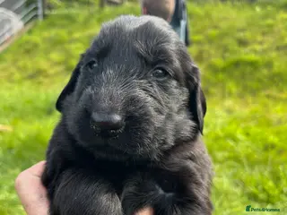 Flat coated Retriever dogs Gorgeous flat coat retriever puppies. - Advert 2
