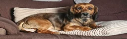 Mixed Breed dogs for sale: Cocker Jack in Castleford - Advert 6