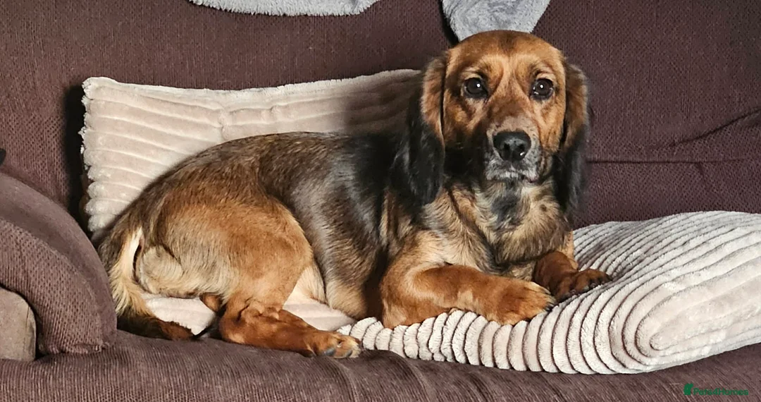 Mixed Breed dogs for sale: Cocker Jack in Castleford - Advert 6
