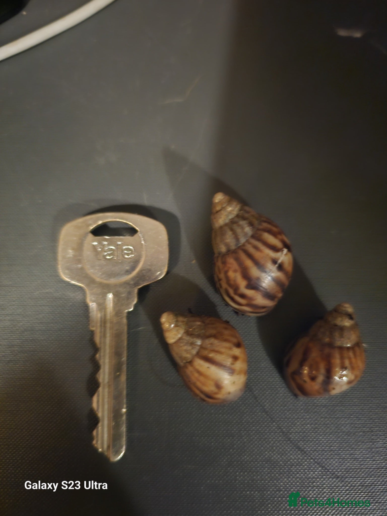 Snails invertebrates 🐌 Baby African Giant Land Snails for Sale 🐌 - Advert 4