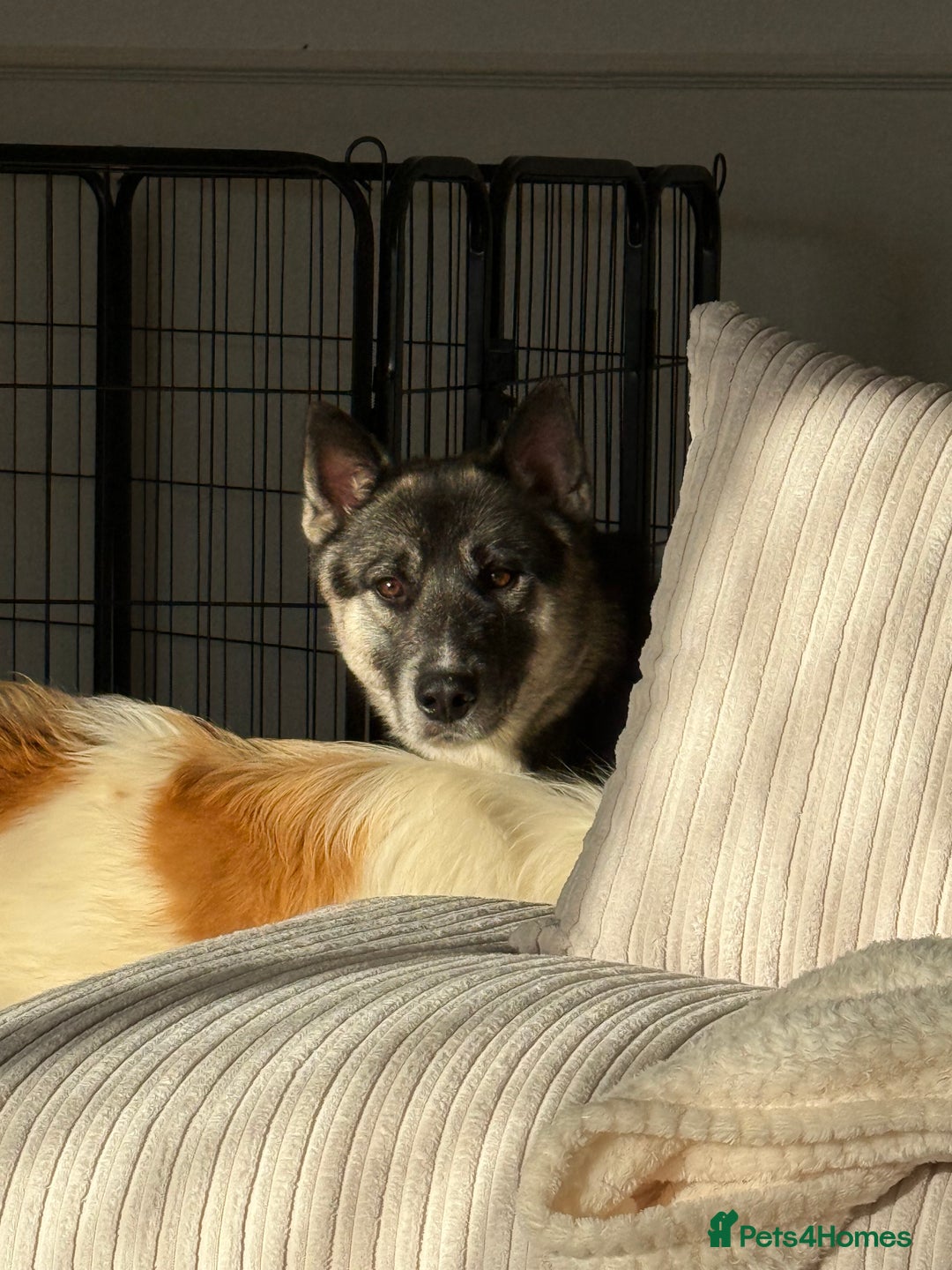 Huskita dogs for sale: READY NOW Huskita Puppies - Advert 17