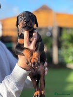 Dobermann dogs 🐾 Females available/KC reg🐾 Top Pedigree - Advert 3