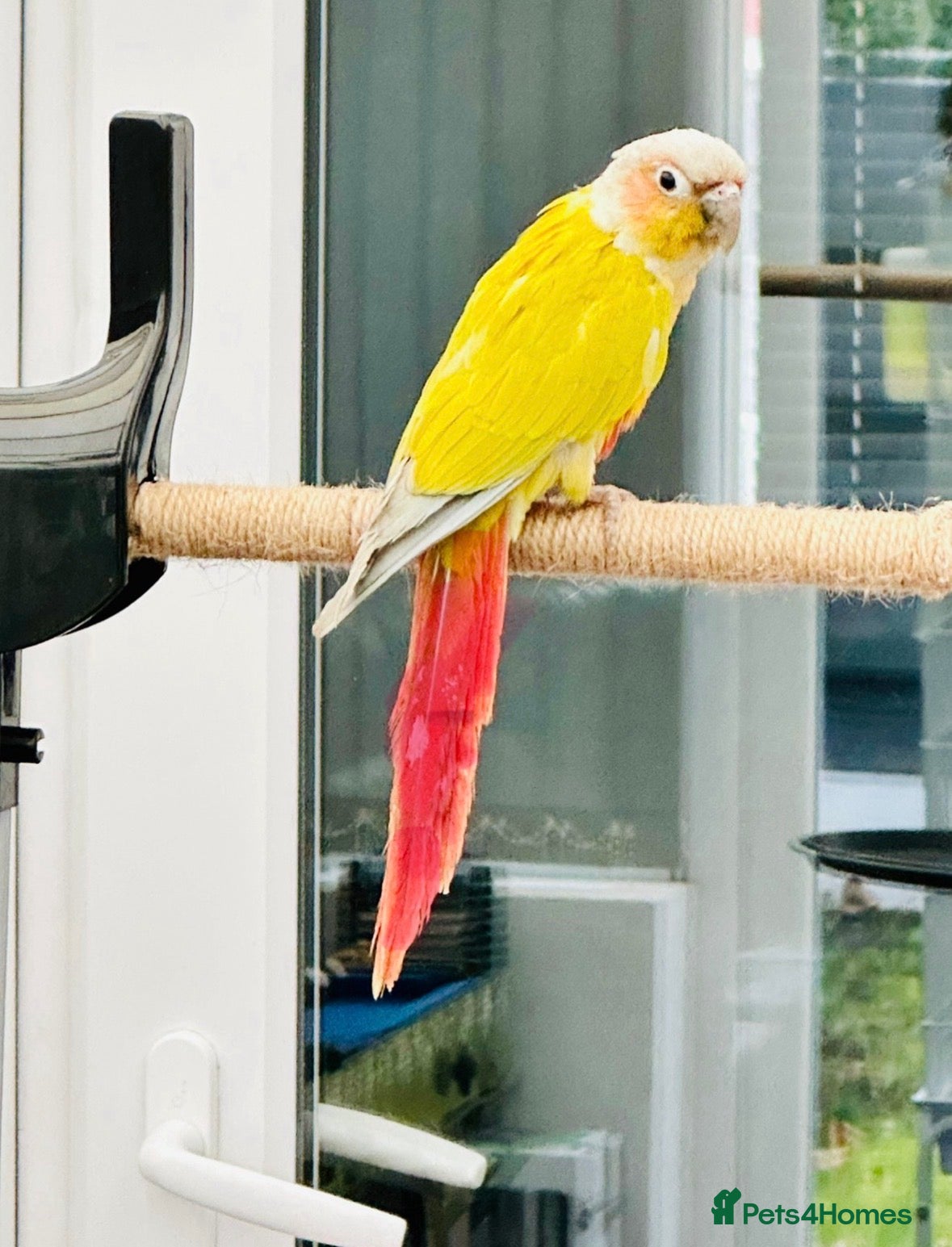 Conures birds Rare Mango Conures 🥭 - Advert 19