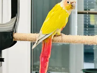 Conures birds Rare Mango Conures 🥭 - Advert 19