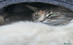 Maine Coon cats for sale: Beautiful kittens 😸  - Image 2