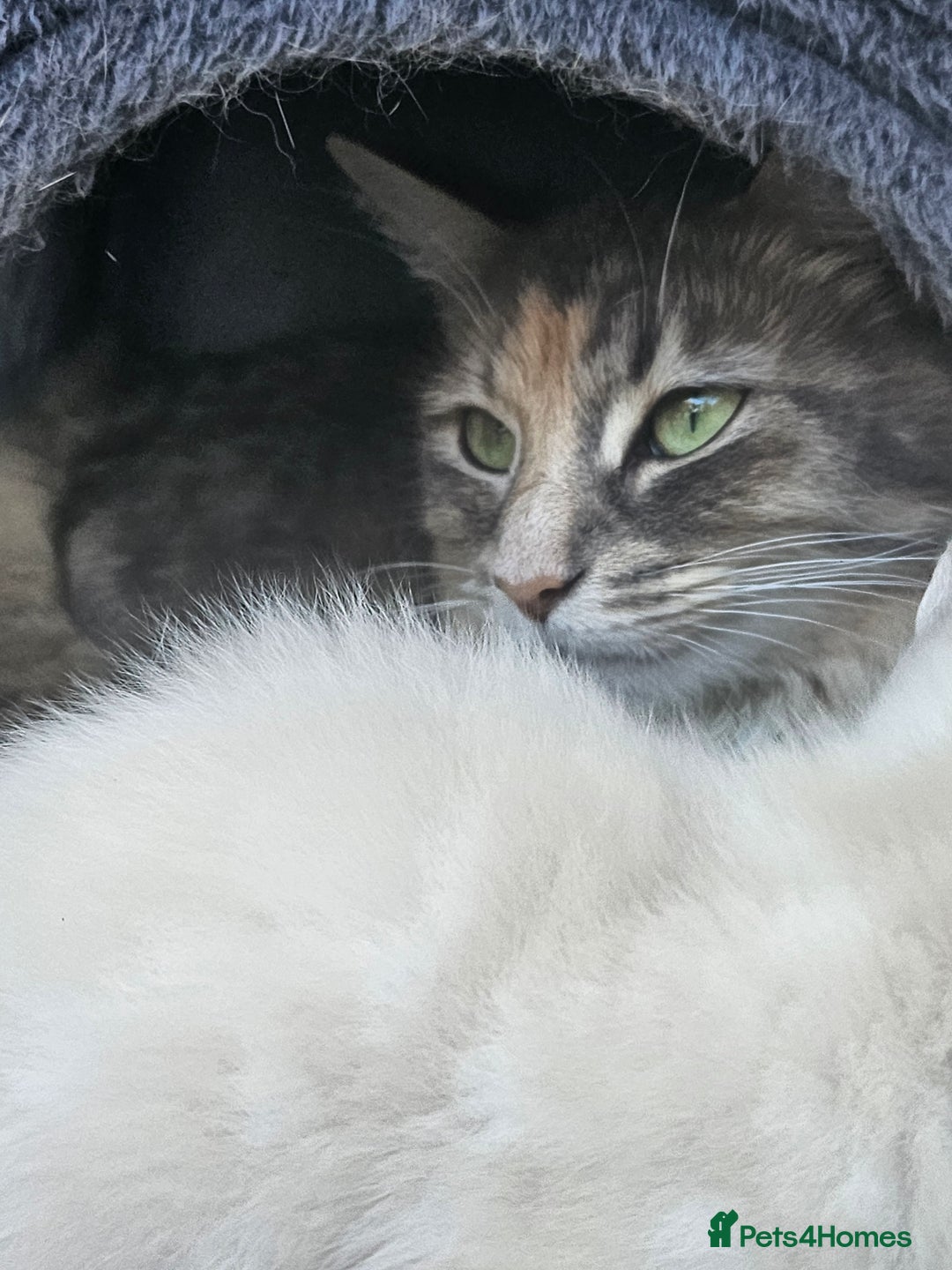 Maine Coon cats for sale: Beautiful kittens 😸  - Image 2