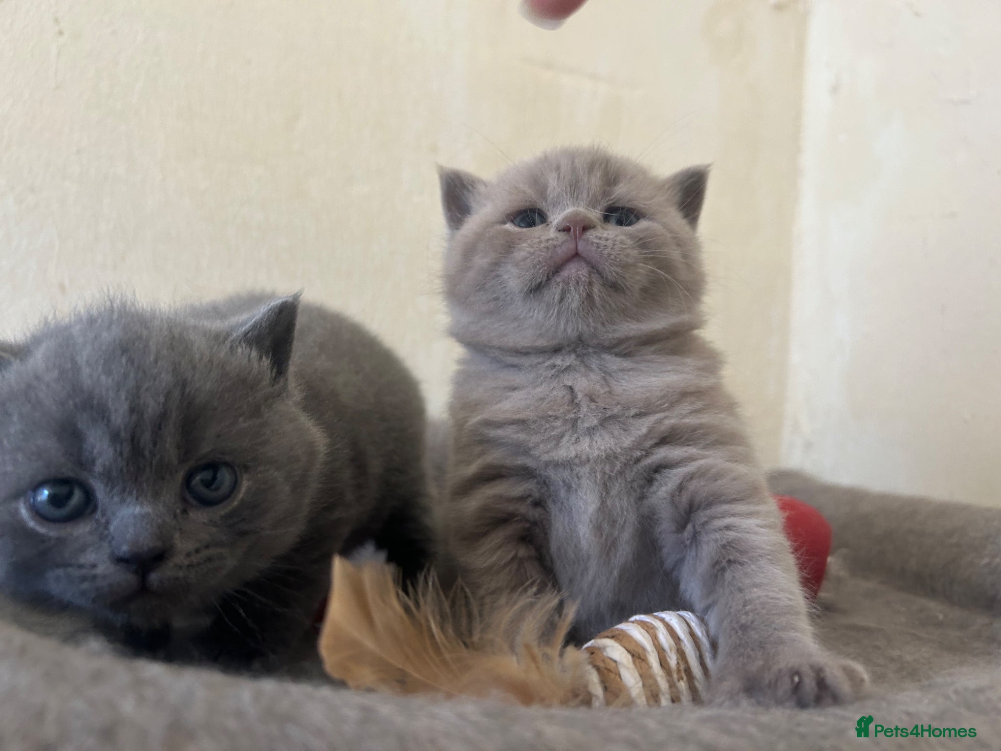 British Shorthair cats Fluffy British shorthair kittens -ready to leave - Advert 4