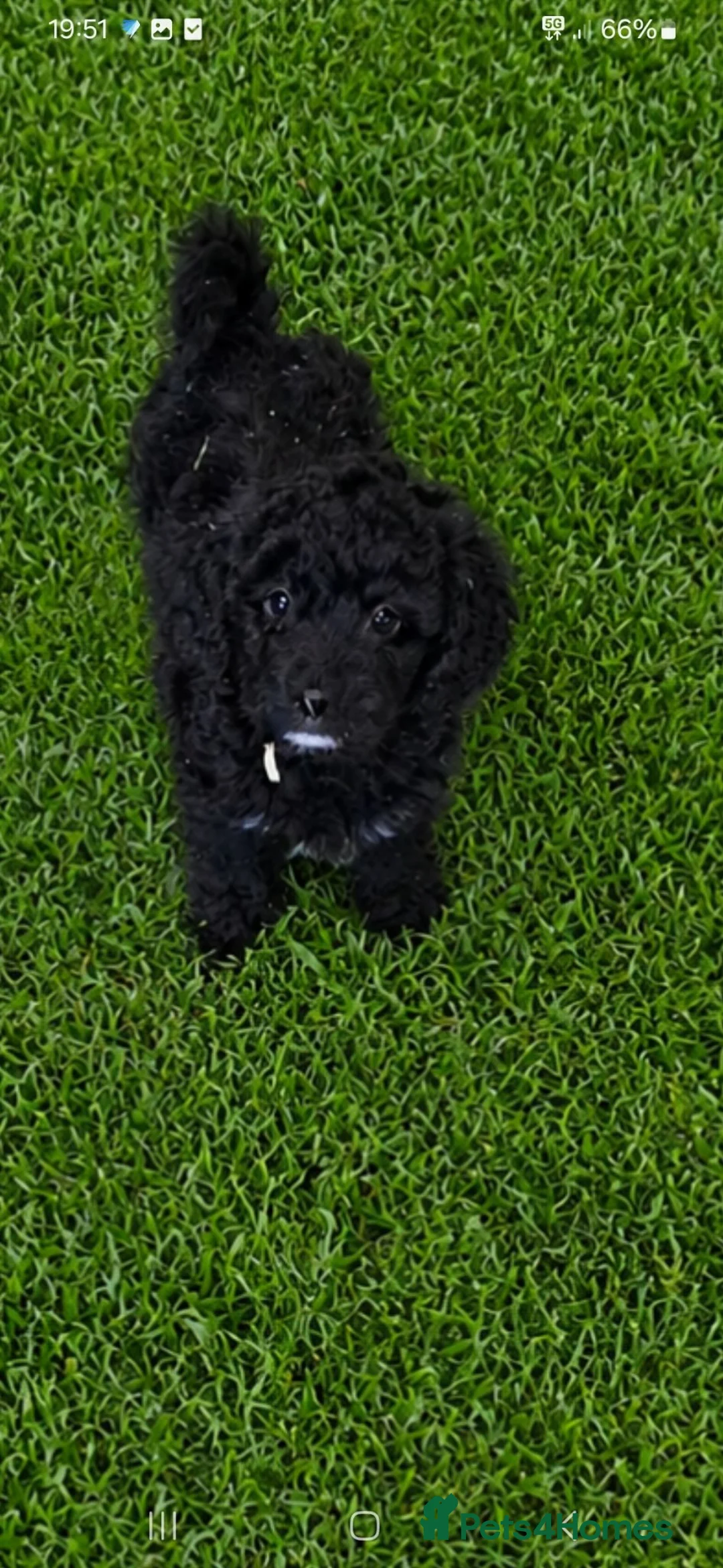 Cockapoo dogs for sale: Beautiful cockapoo in Maldon - Advert 2