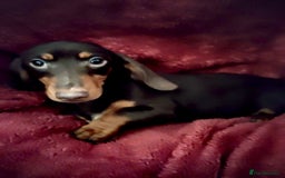 Dachshund dogs for sale: Female 6 month old Dachshund   - Advert 3