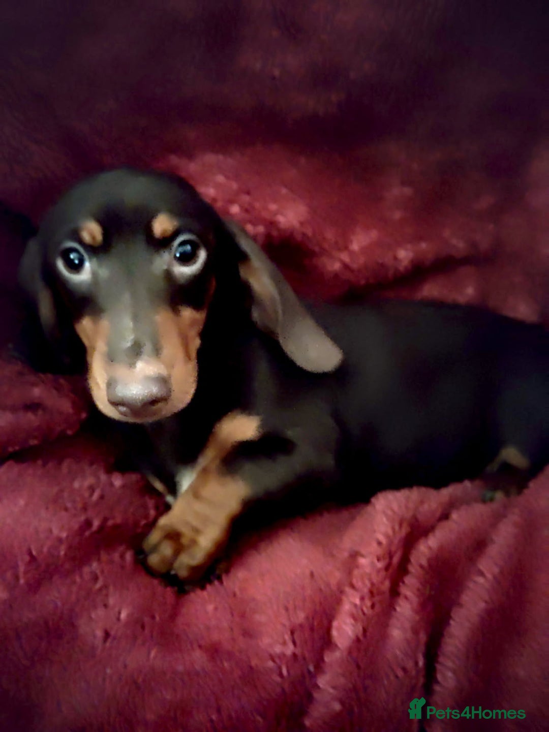 Dachshund dogs for sale: Female 6 month old Dachshund   - Advert 3
