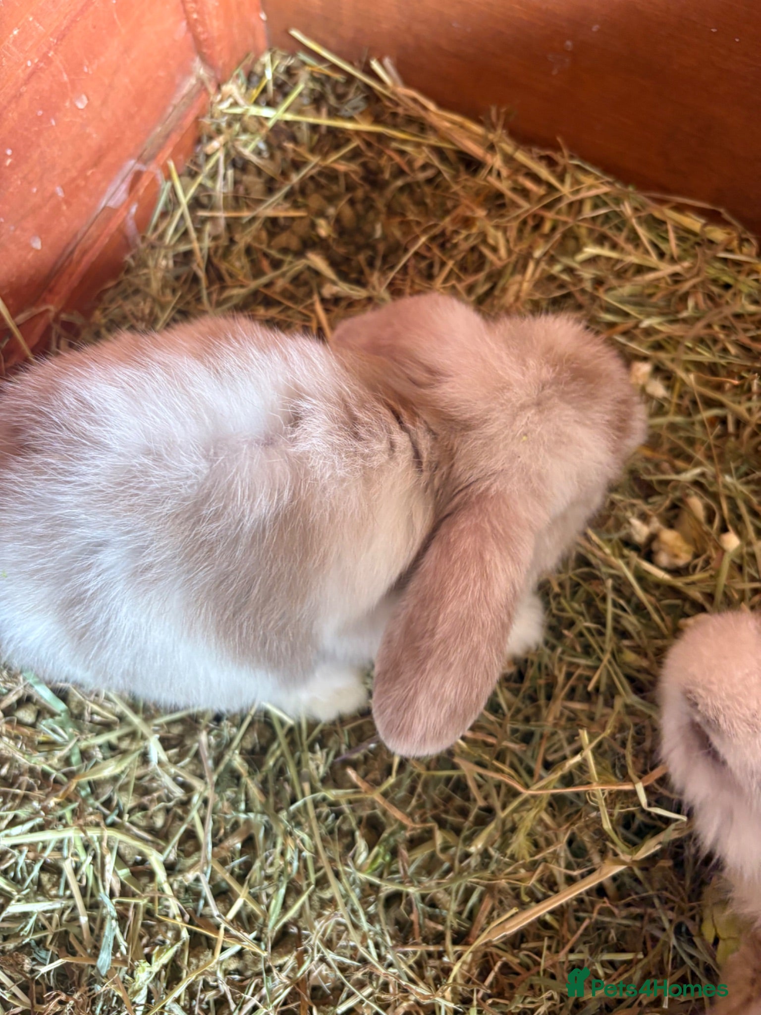 Mini Lop rabbits Mini lop babies - Advert 2