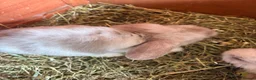 Mini Lop rabbits for sale: Mini lop babies - Advert 2