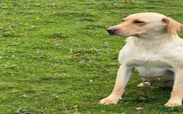 Labrador Retriever dogs for sale: Cream Adult Female Labrador  - Image 12
