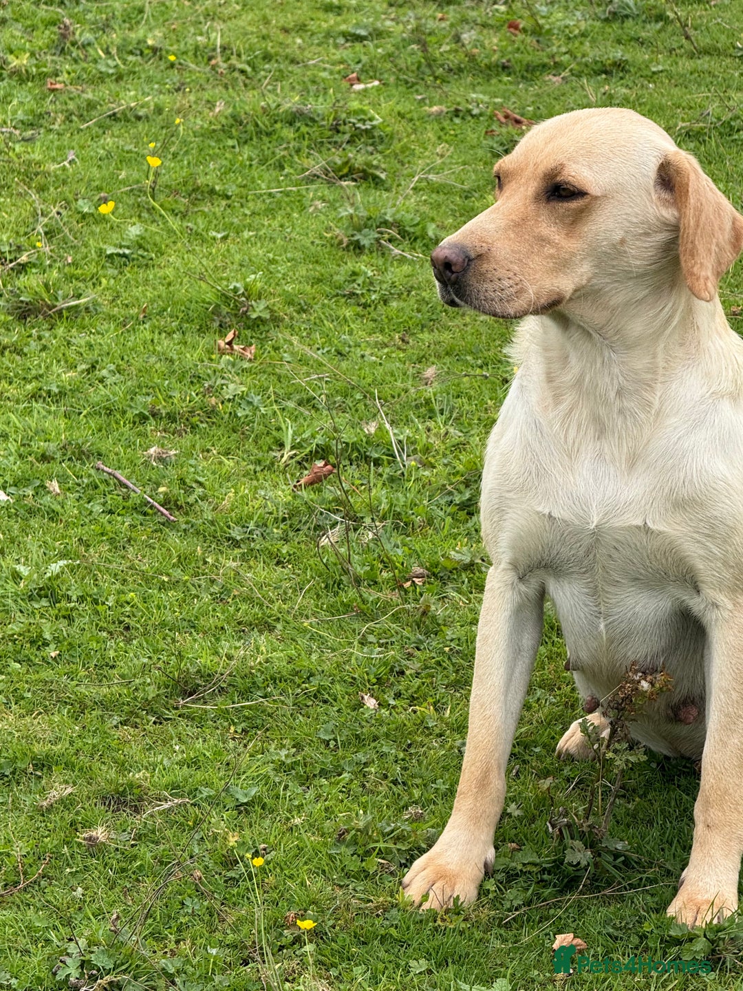 Labrador Retriever dogs for sale: Cream Adult Female Labrador  - Image 12