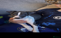 Italian Greyhound dogs for sale: Male Italian greyhound  - Image 5