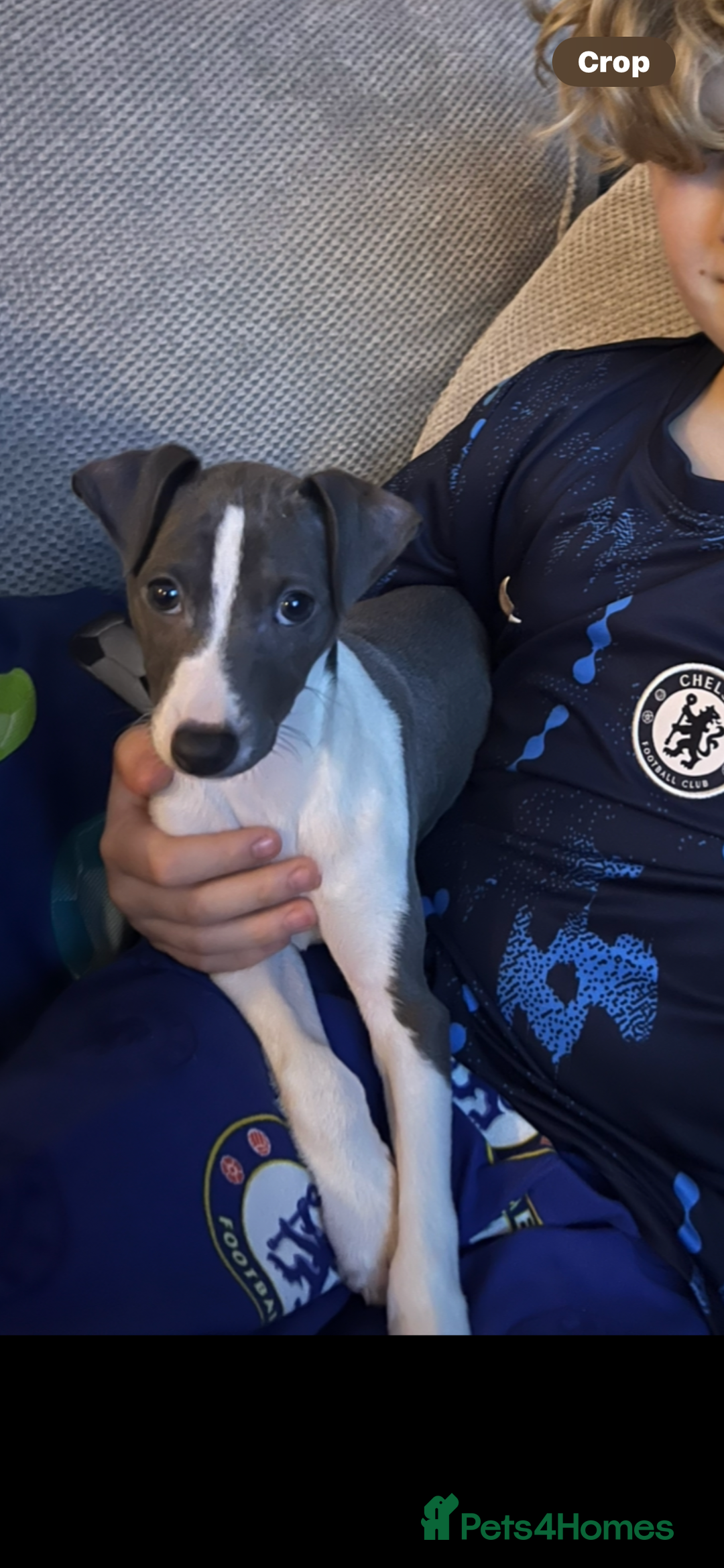 Italian Greyhound dogs for sale: Male Italian greyhound  - Image 5
