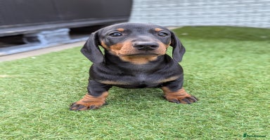 Dachshund dogs in Boston - Advert 9