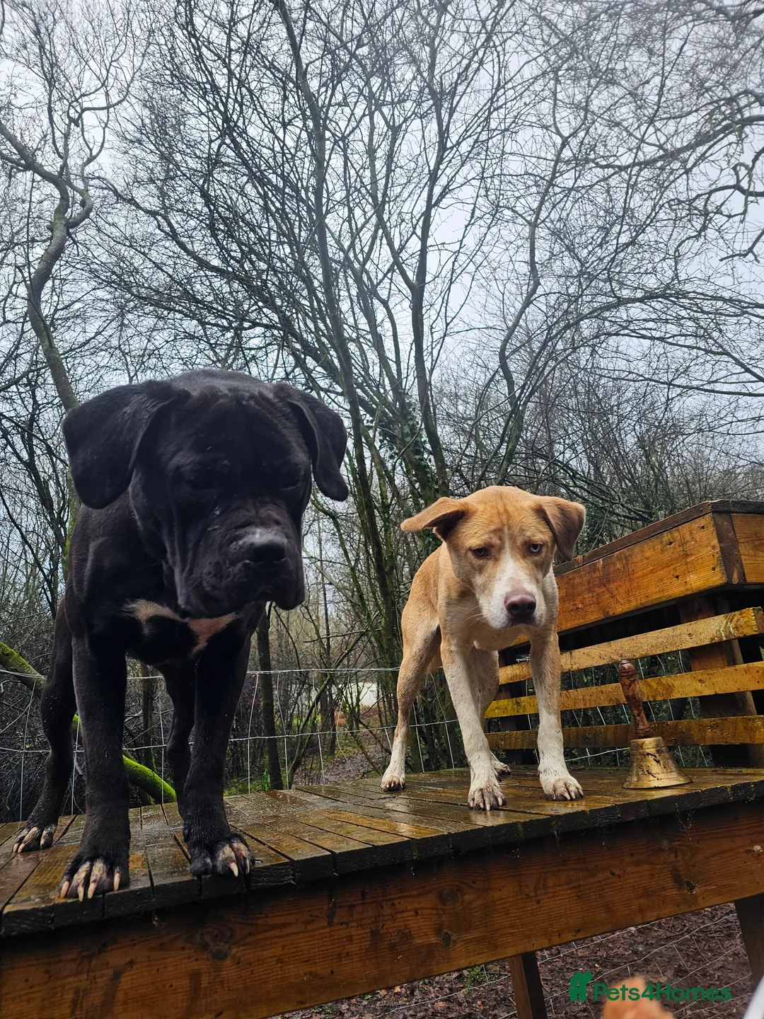 Mixed Breed dogs for sale: A Gentle Giant Looking for His Forever Home - Advert 6