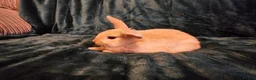 Mixed Breed rabbits for sale: 3 baby bunnies ready for their forever home - Advert 13