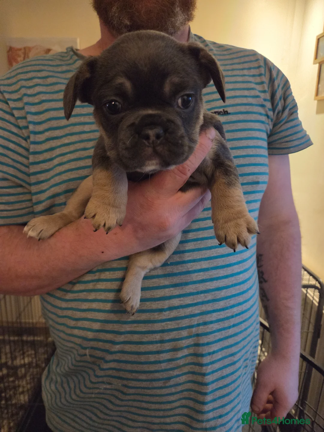 French Bulldog dogs for sale: Blue french bull dogs  - Advert 2