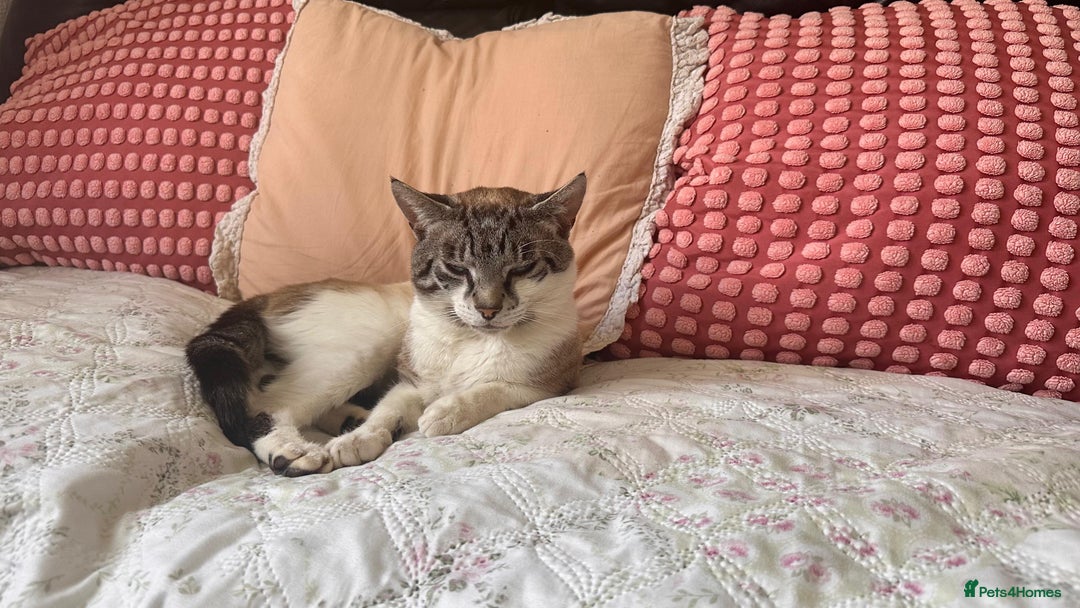 Mixed Breed cats for sale: Finding a lovely family for Puffin - Advert 2