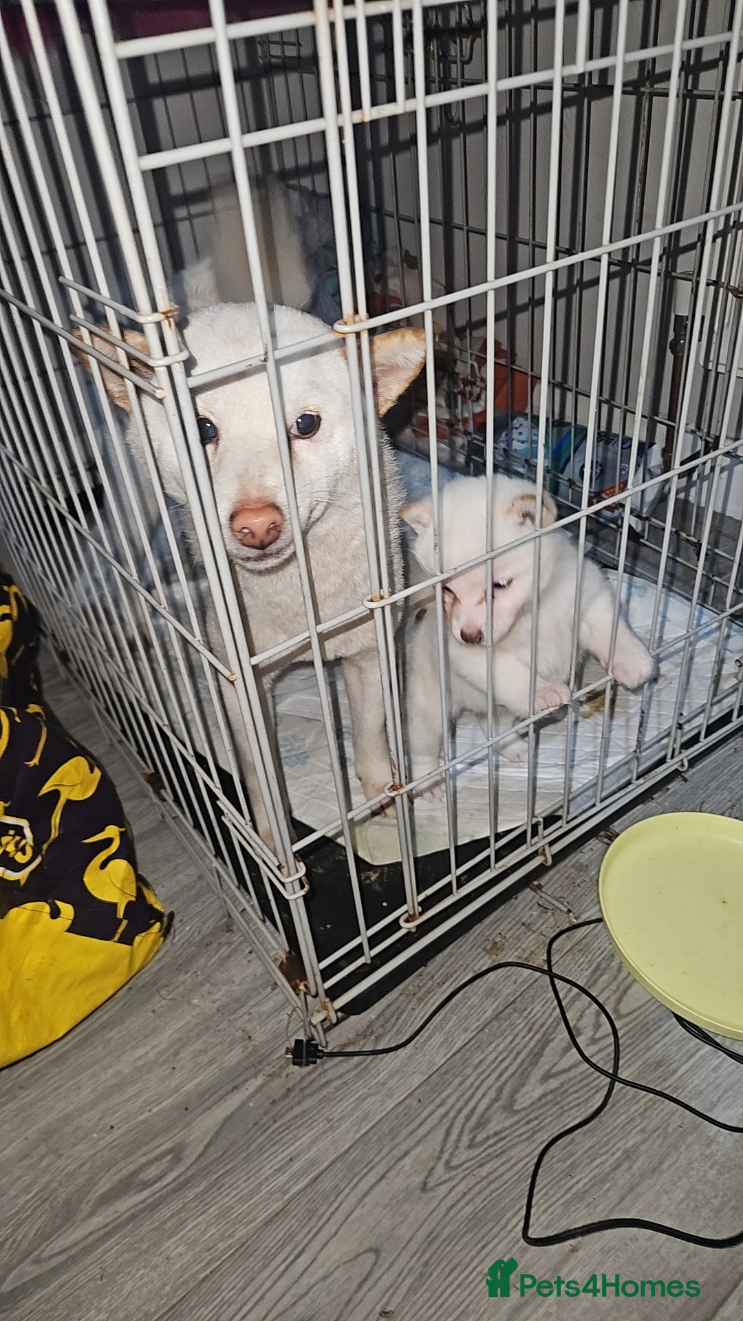 Japanese Shiba Inu dogs for sale: Japanese shiba Inu Puppy  - Advert 3