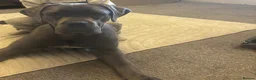 Cane Corso dogs for sale: Cane corso in Doncaster - Advert 1