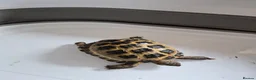 Tortoise reptiles for sale: Horsefield Tortoises  - Advert 6