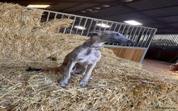 Whippet dogs for sale: KC Registered Whippet Puppies - Image 21