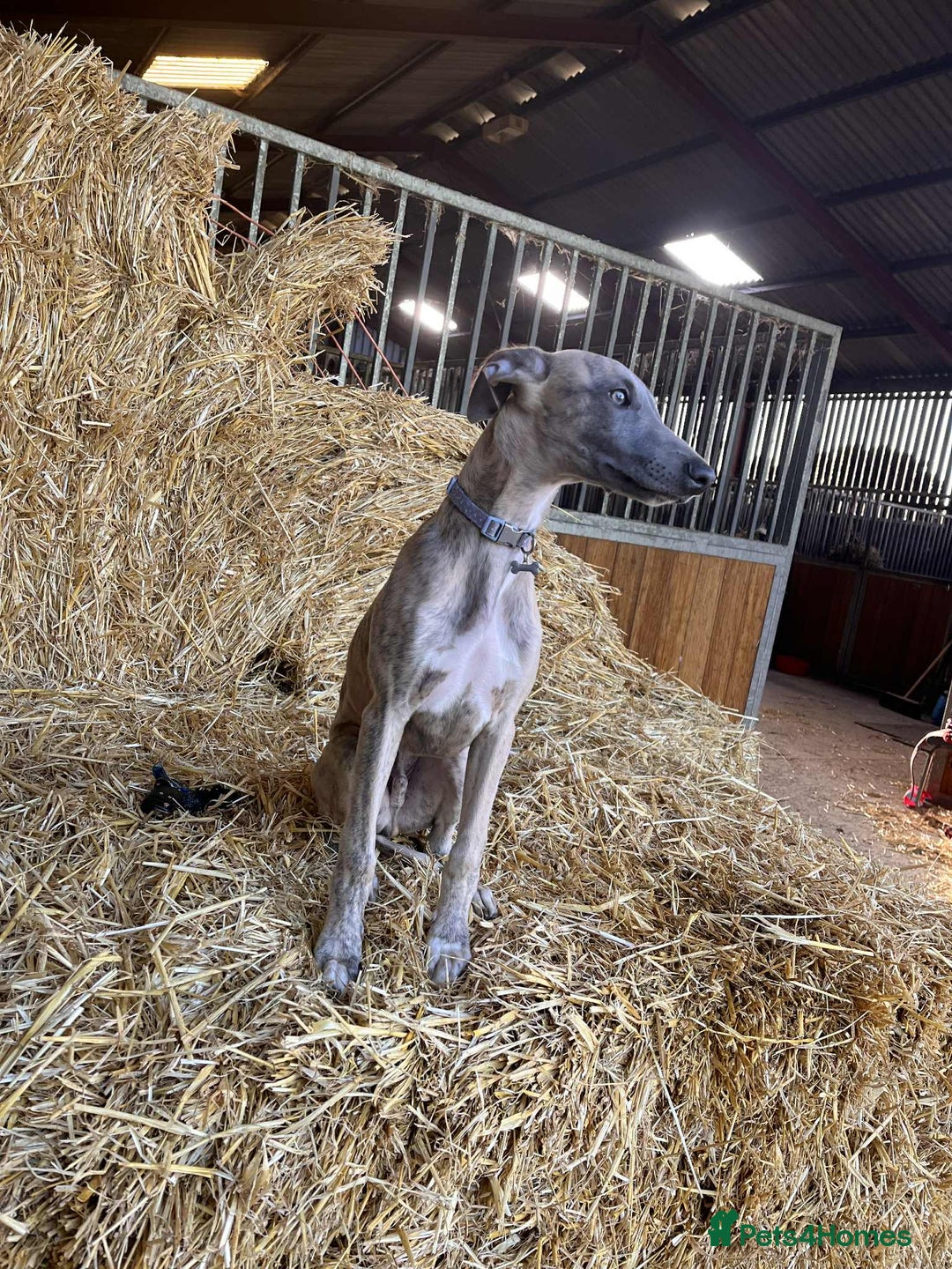 Whippet dogs for sale: KC Registered Whippet Puppies - Image 21