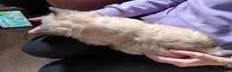 Cairn Terrier dogs for sale: 7 Adorable Cairn Terrier Pups - Advert 3