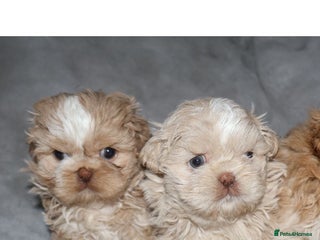 Shih Tzu dogs ✨️Exceptional Imperial Litter Ready Mid December✨️ - Advert 5
