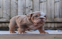 English Bulldog dogs for sale: ONE GORGEOUS LITTLE GIRL  - Advert 1