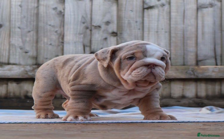 English Bulldog dogs ONE GORGEOUS LITTLE GIRL  - Advert 2