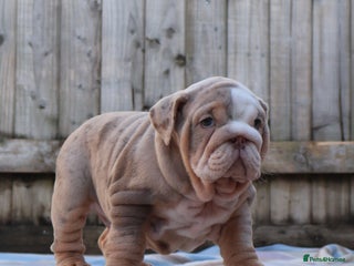 English Bulldog dogs ONE GORGEOUS LITTLE GIRL - Advert 4