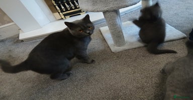 British Shorthair cats - Advert 10