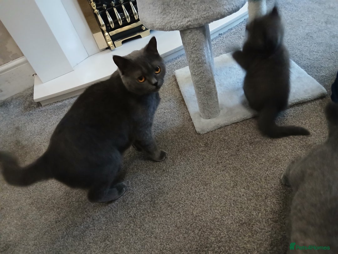 British Shorthair cats for sale: British Shorthair kittens from champion bloodline - Image 2