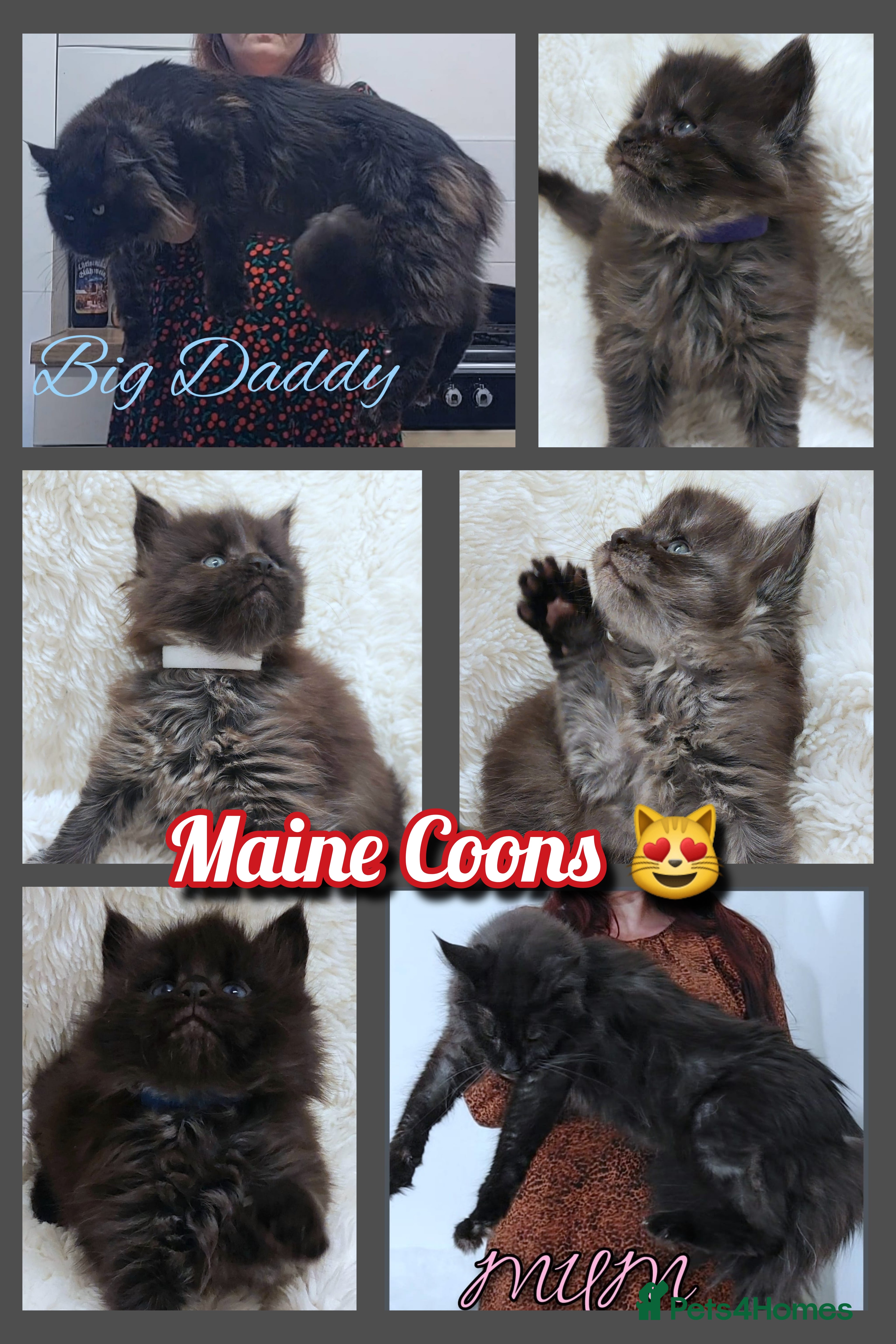 Maine Coon cats Beautiful Russian Bloodline babies  - Advert 2