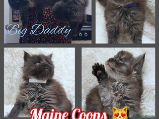 Maine Coon cats Beautiful Russian Bloodline babies - Advert 2