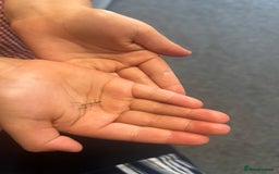 Stick Insects invertebrates for sale: Indian Stick Insects - Image 2