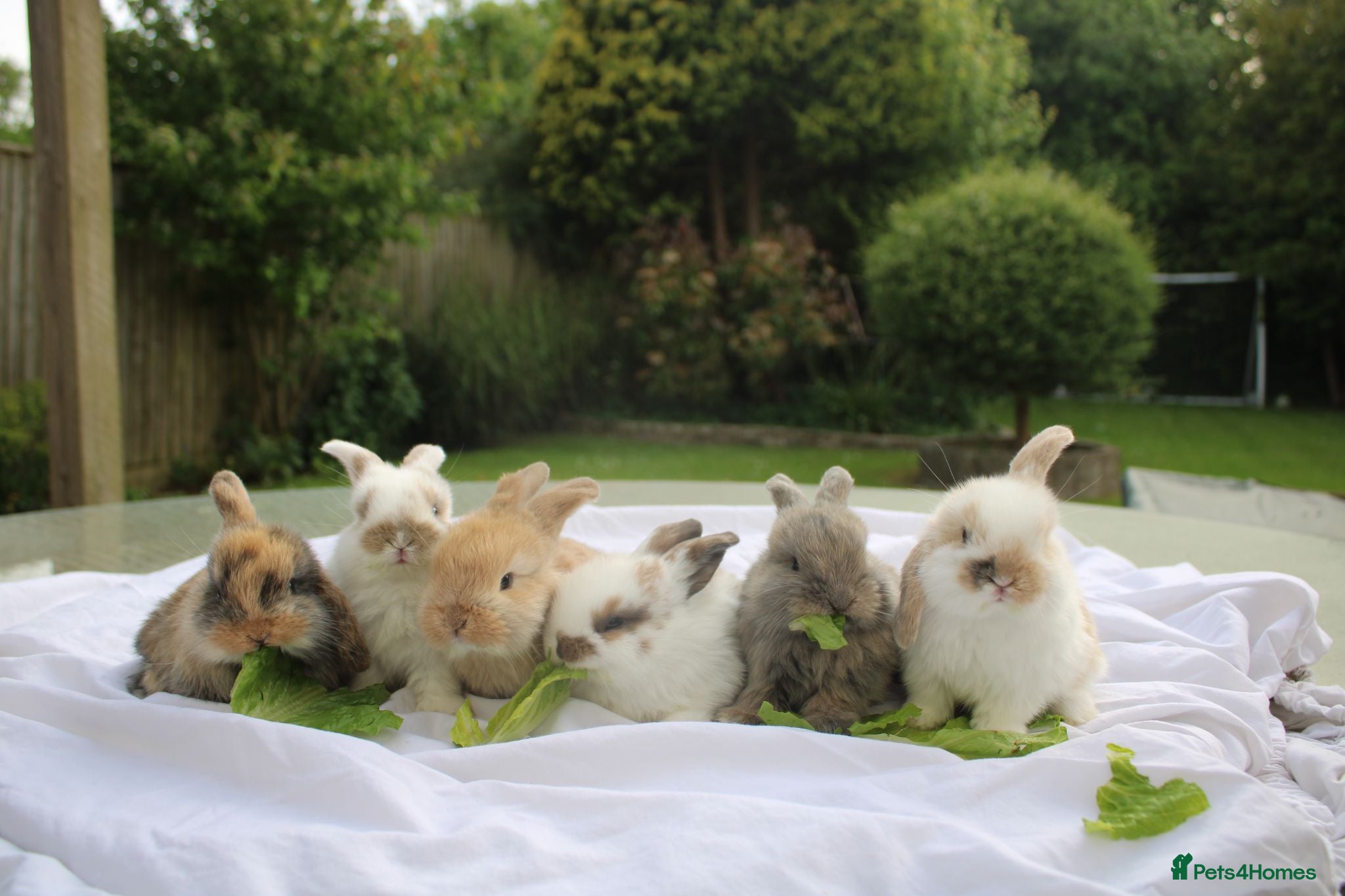 Mini Lop rabbits ✨Beautiful Mini Lop Bunnies, ready from 21st June✨ - Advert 1