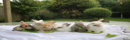 Mini Lop rabbits for sale: ✨Beautiful Mini Lop Bunnies, ready from 21st June✨ - Advert 1