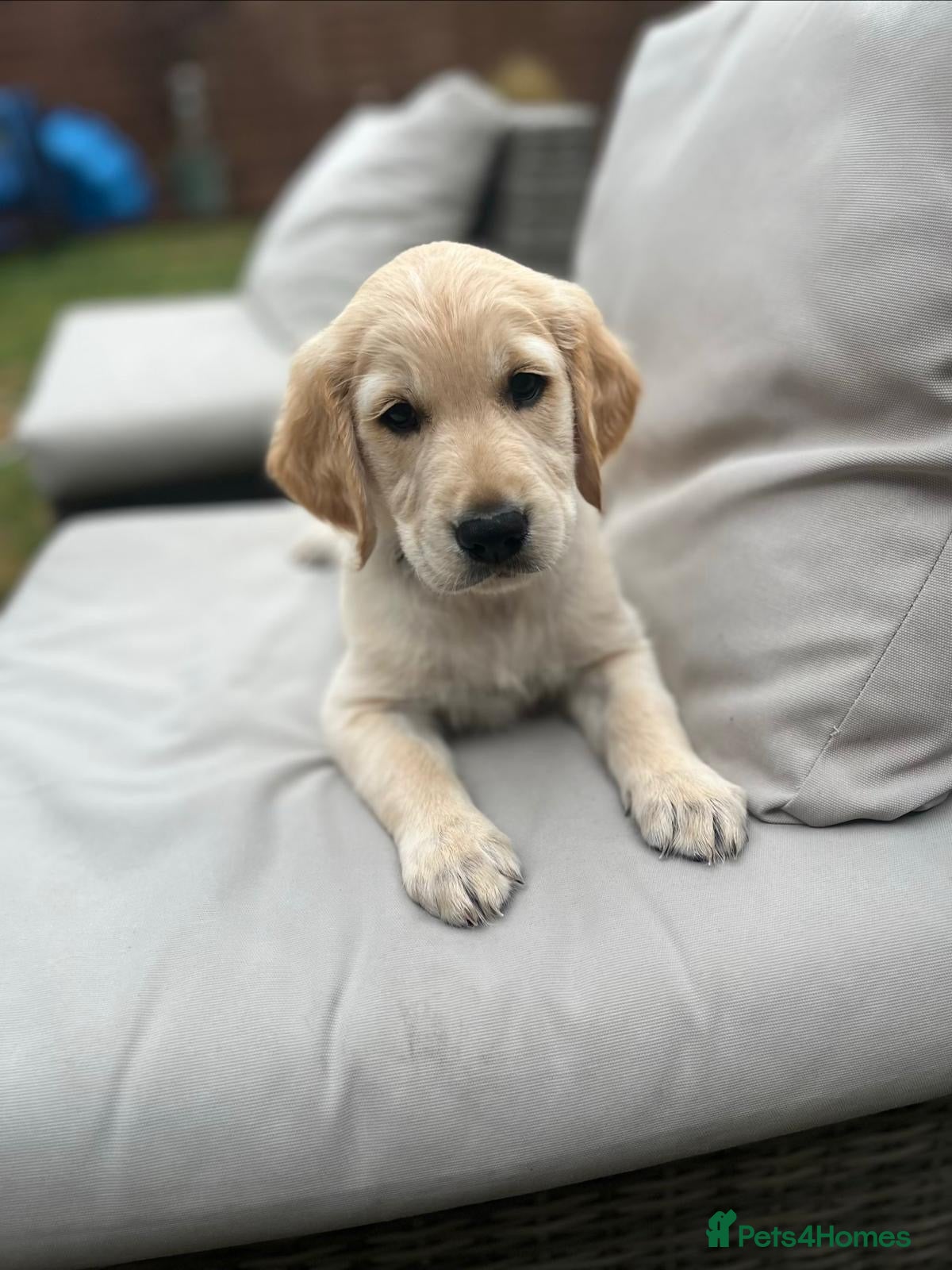 Golden Retriever dogs KC reg. golden retriever pups  - Advert 1