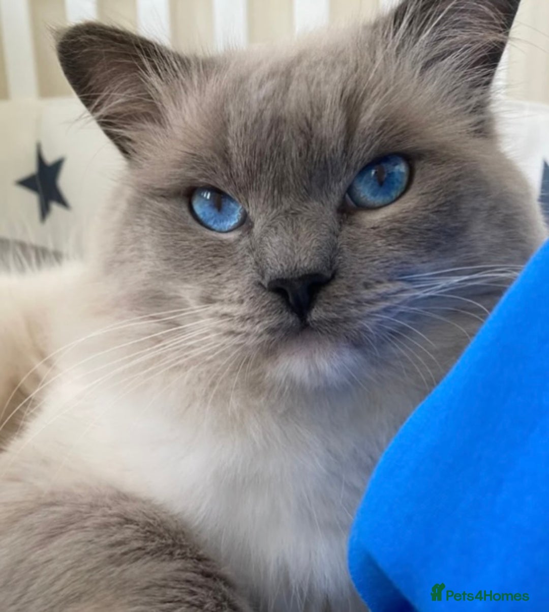 Ragdoll cats for sale: Beautiful Ragdoll Kittens (GCCF)TICA Reg. - Image 14