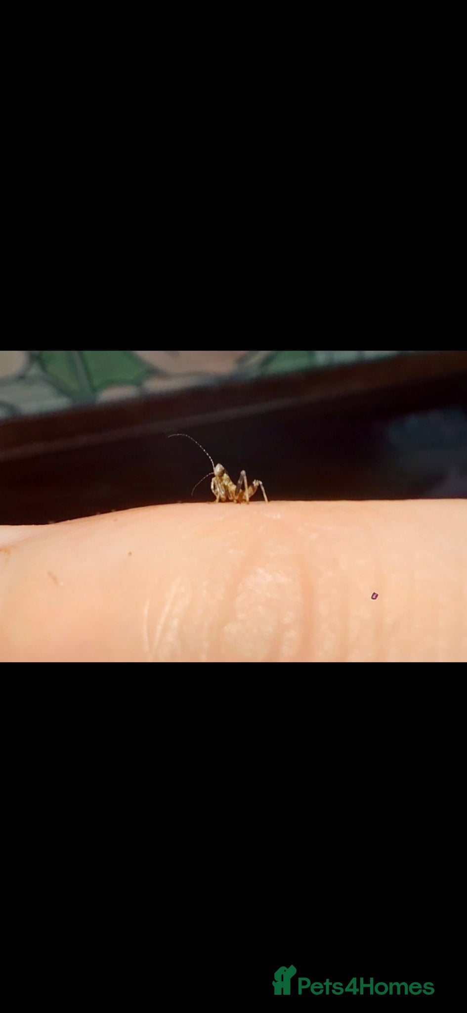 Praying Mantis invertebrates European Dwarf mantis Nymphs (Ameles sp.) - Advert 1