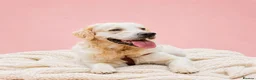 Golden Retriever dogs for sale: READY TO LEAVE 4 girls Golden retriever puppies - Advert 33