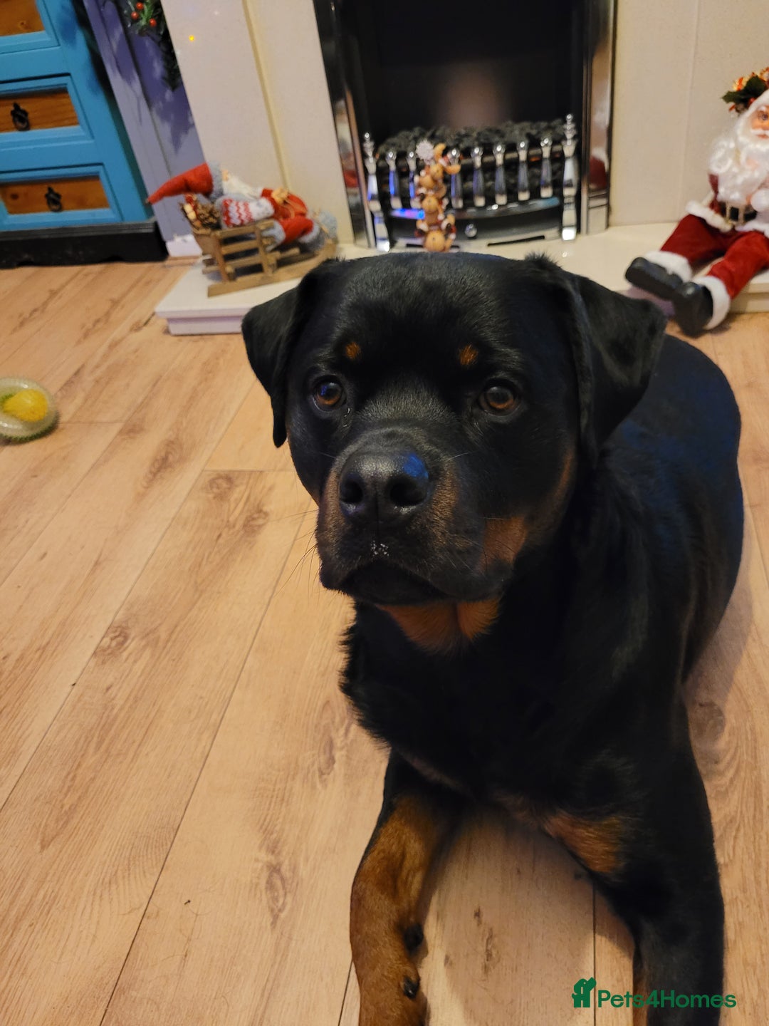 Rottweiler dogs for stud: German champion bloodline Pedigree - Advert 2